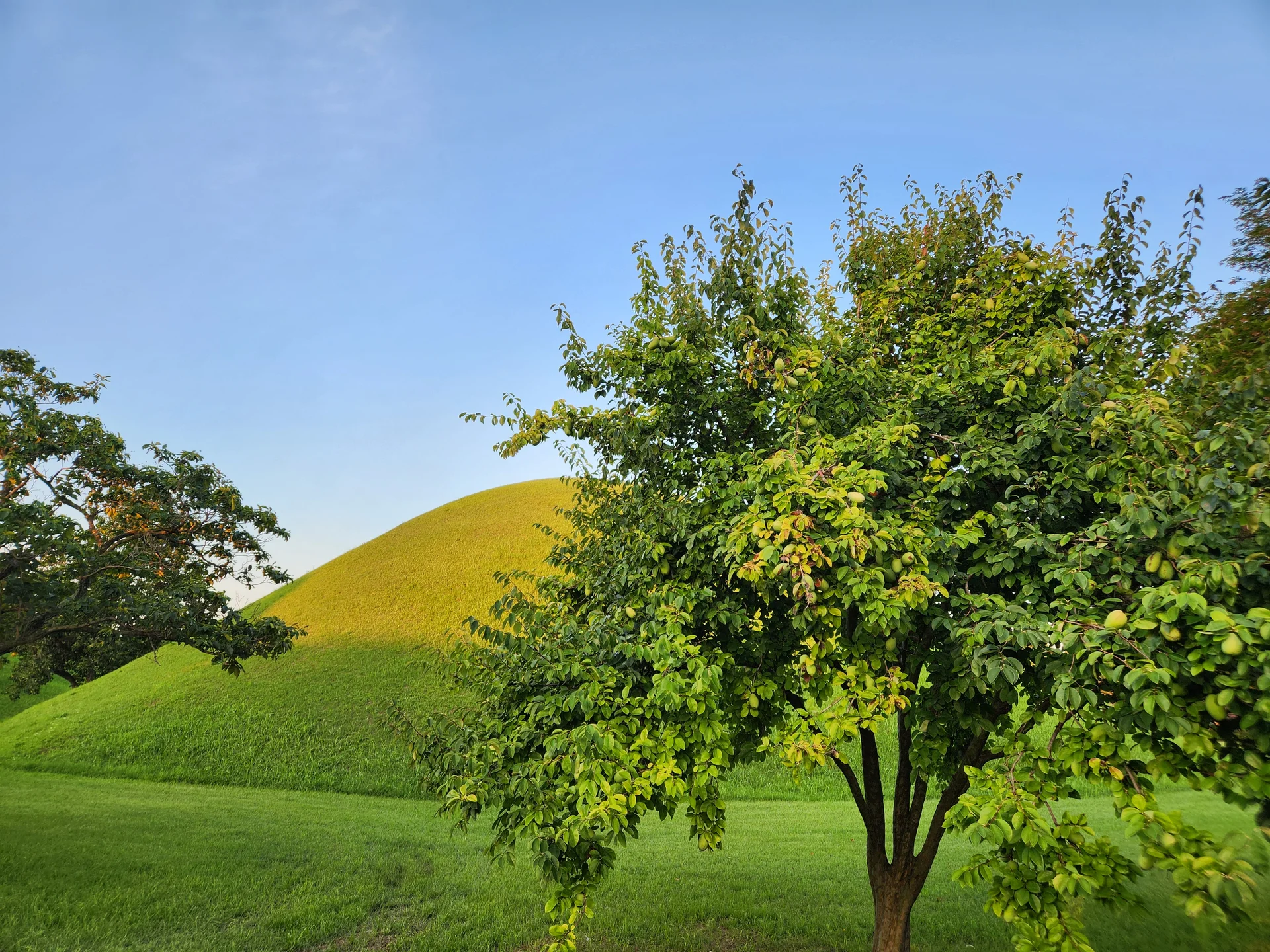 Trees and green burial mounds in Gyeongju